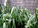 Billbergia nutans